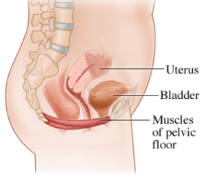 Pelvic Floor Dysfunction Don T Ignore The Signs Pronatal Fitness
